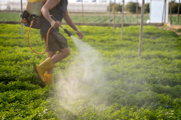 Best Ant Control Services  in Lford, MI