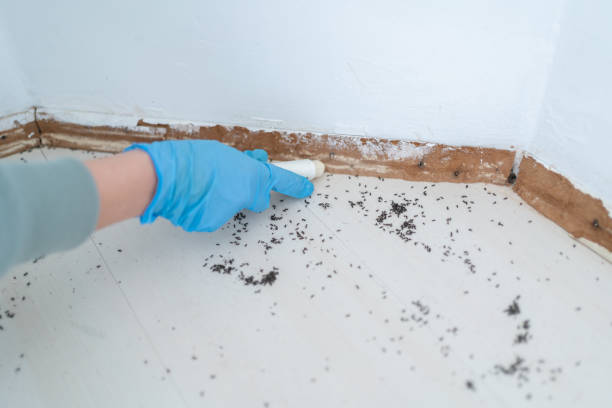 Best Cockroach Control Services  in Lford, MI