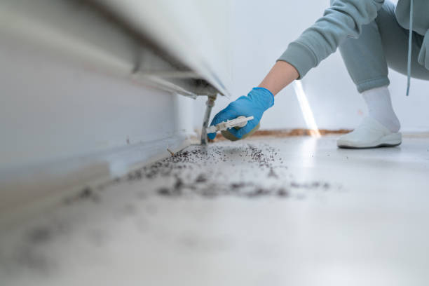 Best Spider Control Near Me  in Lford, MI